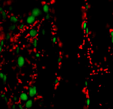 Mitochondria (red) and chloroplasts (green) interacting in dynamic populations in plant cells